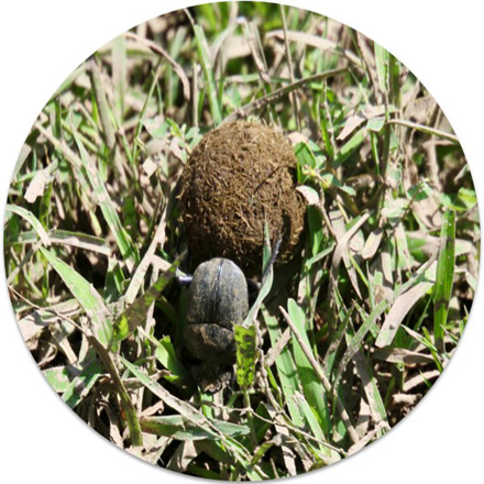 Dung beetle rolling dung ball across grass