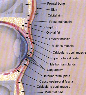eyelid anatomy diagram