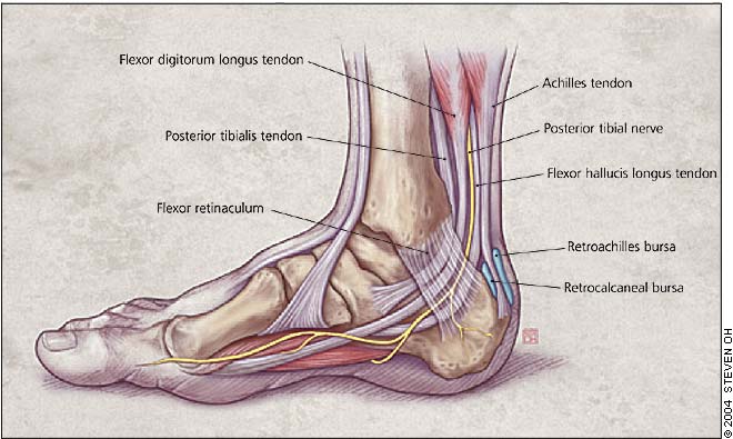 Growing Pains in the Heel — Brookvale Physio | HPRS Physio