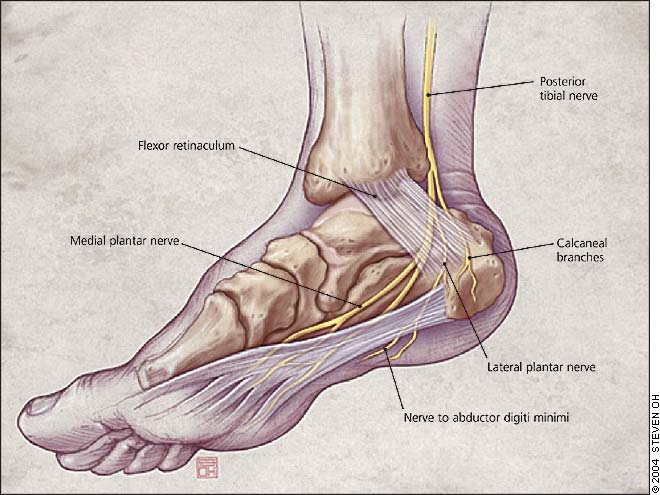 medial aspect of heel
